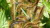 Malacosoma sp.